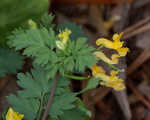 Yellow fumewort